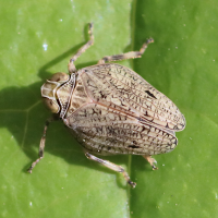 Issus coleoptratus (Cicadelle bossue)