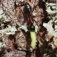 camponotus_herculeanus3bd (Camponotus herculeanus)