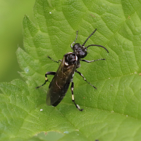 Macrophya alboannulata (Tenthrède)