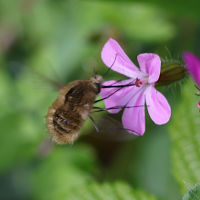 bombylius_venosus4md (Bombylius venosus)