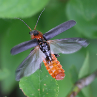 cantharis_fusca6md (Cantharis fusca)