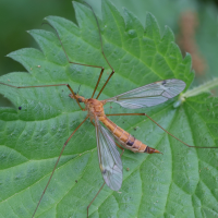 tipula_lunata3md