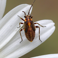 capsodes_flavomarginatus_juv1md (Capsodes flavomarginatus)