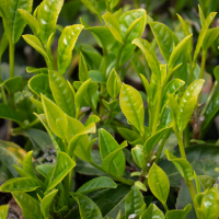 camellia_sinensis5sd