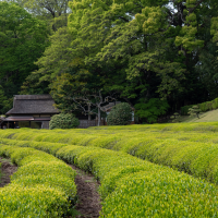 camellia_sinensis6sd (Camellia sinensis)