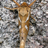 Korscheltellus lupulinus (Louvette, Petite hépiale du houblon)