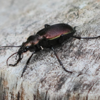 calosoma_inquisitor6bd (Calosoma inquisitor)