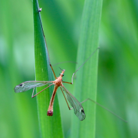 tipula_lunata4bd