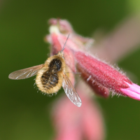 bombylius_venosus3md (Bombylius venosus)