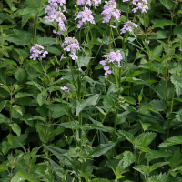 hesperis_matronalis4md