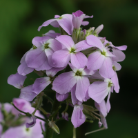 hesperis_matronalis5md