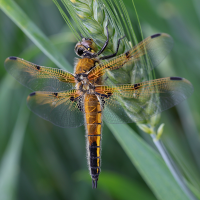 libellula_quadrimaculata3bmd