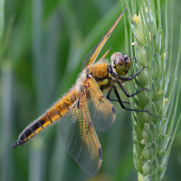 libellula_quadrimaculata9md