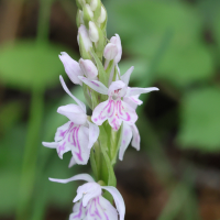 dactylorhiza_fuchsii6md (Dactylorhiza fuchsii)