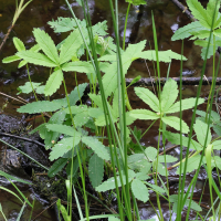 potentilla_palustris6md