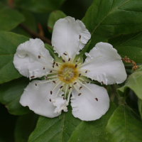 crataegus_germanica7md (Crataegus germanica)