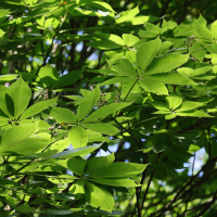 aesculus_flava2md (Aesculus flava)