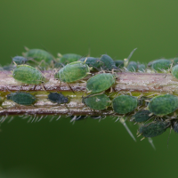 aphis_urticata2md (Aphis urticata)