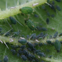 aphis_urticata3md (Aphis urticata)