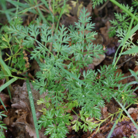 Selinum carvifolia (Sélin à feuilles de carvi)