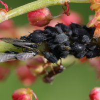 aphis_fabae7md (Aphis fabae)