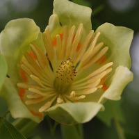 liriodendron_tulipifera10md