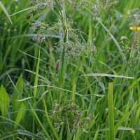 scirpus_sylvaticus10md