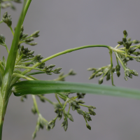 scirpus_sylvaticus8md