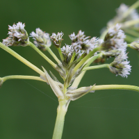 scirpus_sylvaticus9md