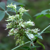 aesculus_glabra2md (Aesculus glabra)