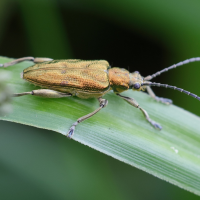 Donacia marginata (Donacie marginée)