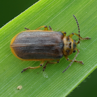 Galerucella calmariensis (Chrysomèle de la Salicaire)