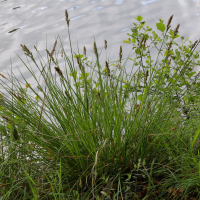 carex_paniculata6md (Carex paniculata)