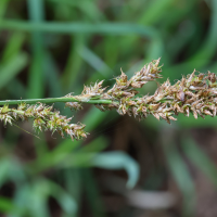 carex_paniculata7md (Carex paniculata)