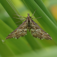 Diasemia reticularis (Hydrocampe lettrée)