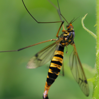 Nephrotoma crocata (Tipule, Néphrotome safrané)