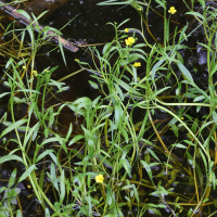 ranunculus_flammula5md