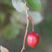 prunus_cerasifera10md