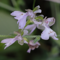 anacamptis_morio7md (Anacamptis morio)