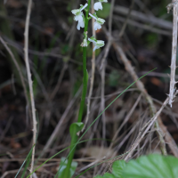 anacamptis_morio8md (Anacamptis morio)