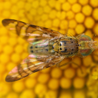 chaetorellia_jaceae2md (Chaetorellia jaceae)