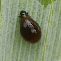 Oulema sp. (larve) (Léma des céréales, Criocère des céréales (larve))