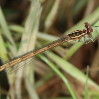 platycnemis_acutipennis6bd