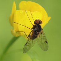 chrysopilus_cristatus2bd (Chrysopilus cristatus)