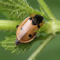 dendroxena_quadrimaculata2bd (Dendroxena quadrimaculata)