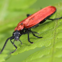 pyrochroa_coccinea3bd