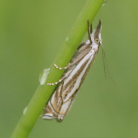 crambus_lathoniellus4bd (Crambus lathoniellus)