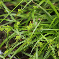 carex_demissa6bd (Carex demissa)