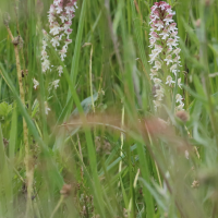 Neotinea ustulata (Orchis brûlé)