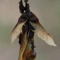 acer_capillipes6md (Acer capillipes)